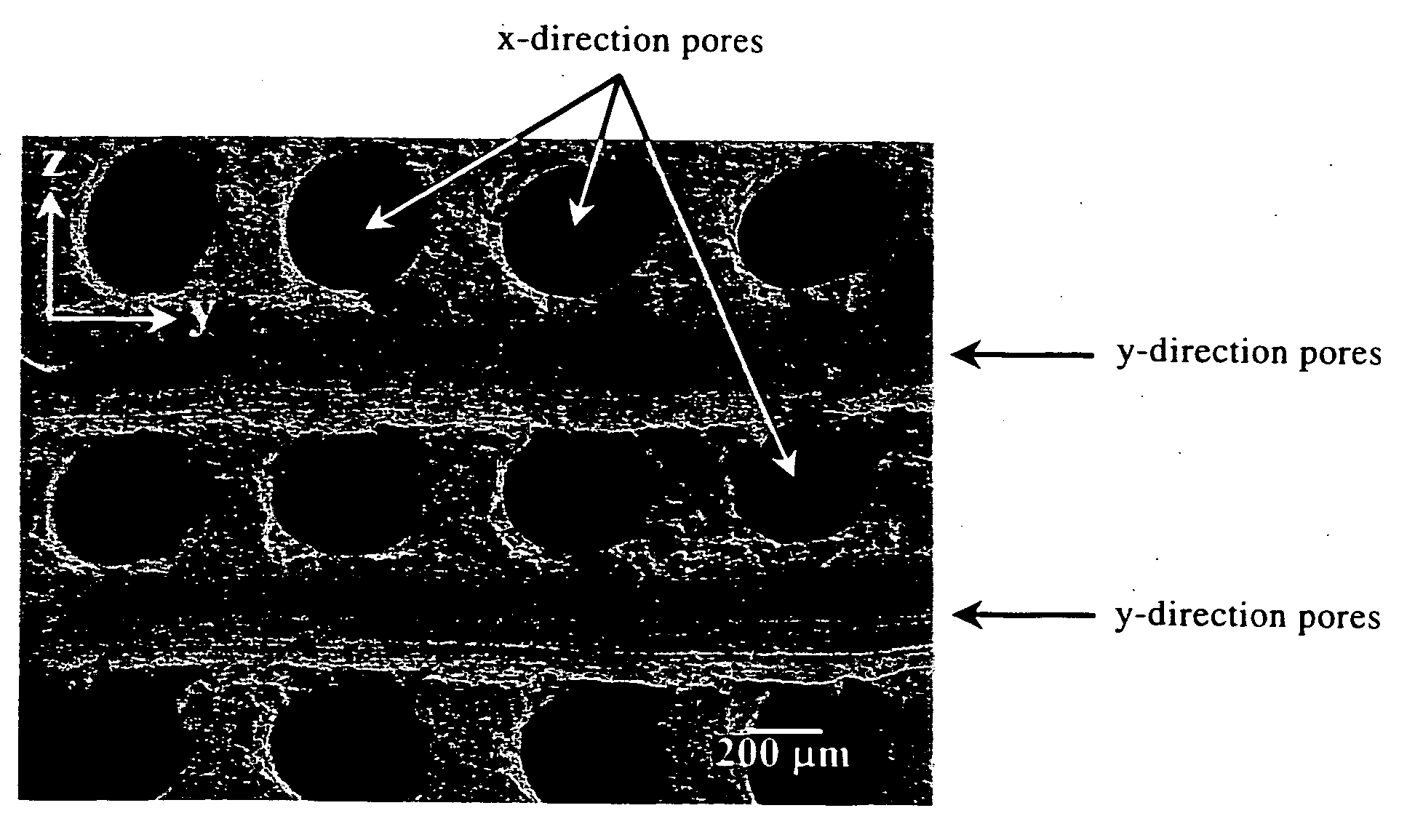 Porous article of sintered calclium phosphate, process for producing the same and artificial bone and histomorphological scaffold using the same