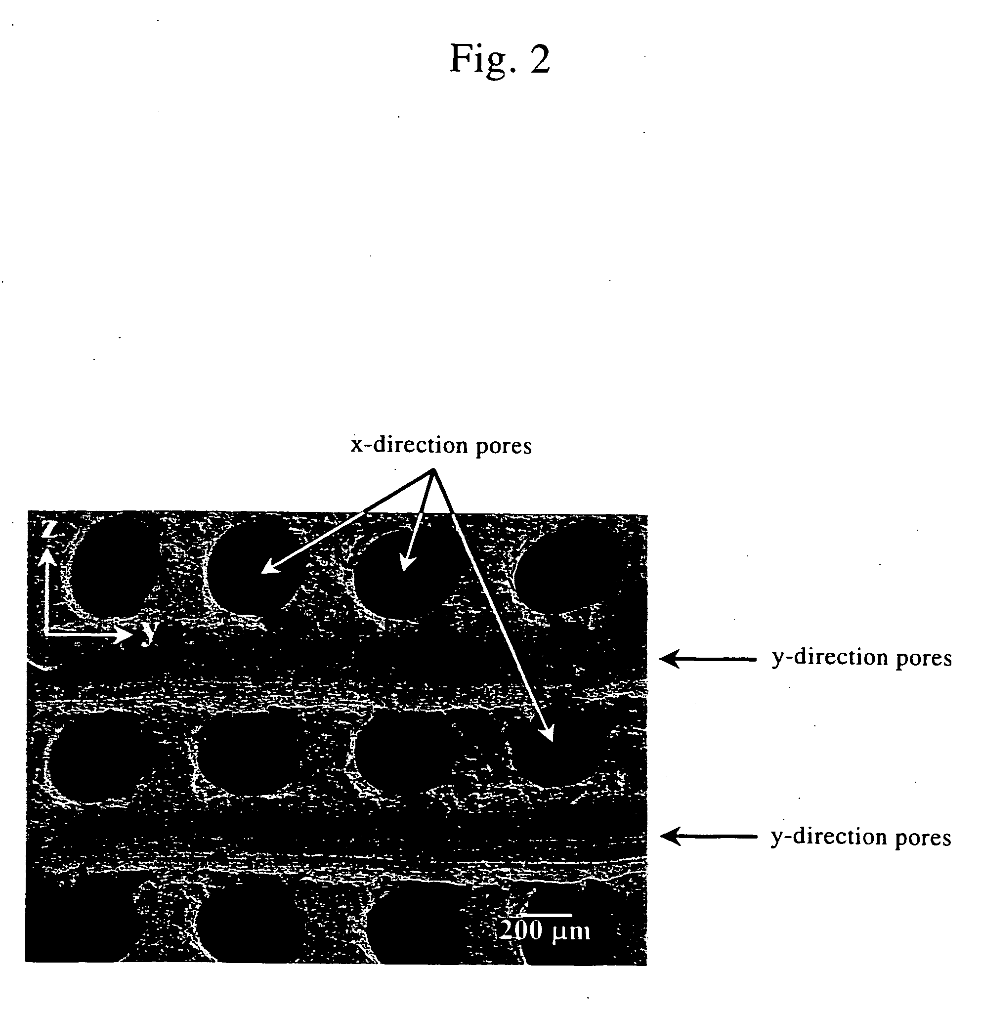 Porous article of sintered calclium phosphate, process for producing the same and artificial bone and histomorphological scaffold using the same