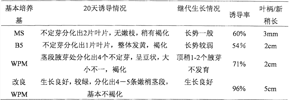 A kind of micropropagation method of Nanjing Tilia
