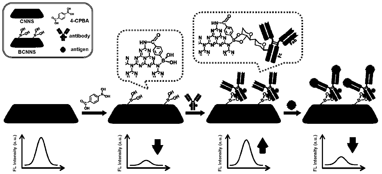 Cleaning-free universal ELISA fluorescence immunoassay probe and preparation method and application thereof