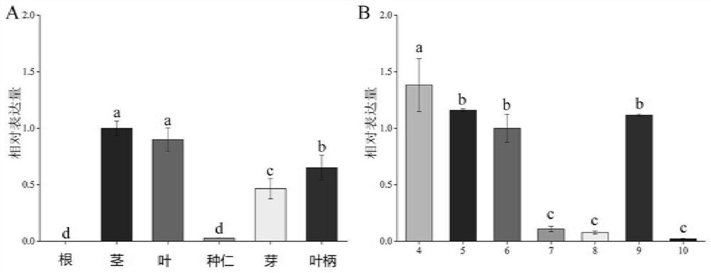 A kind of ginkgo gbflsa gene and its expression protein and application