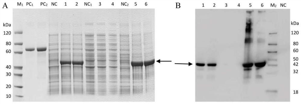 A kind of ginkgo gbflsa gene and its expression protein and application