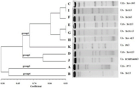 Molecular Typing Method of Bacterial Scab Pfge in Pepper and Tomato