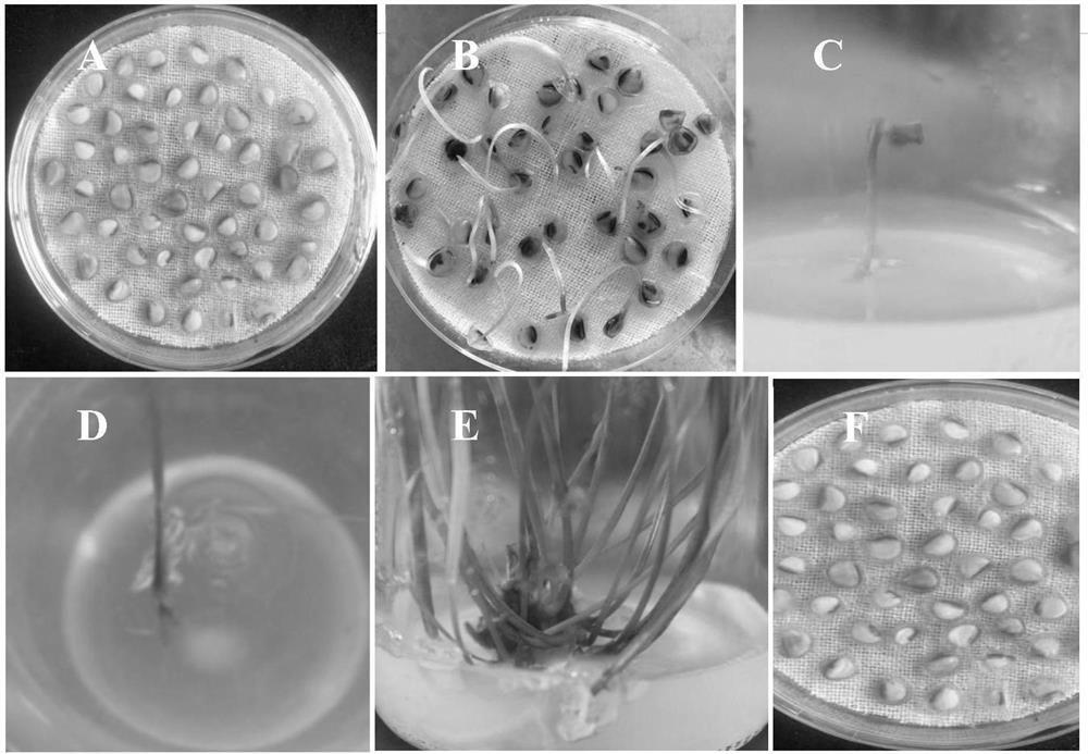 Embryo culture method for obtaining distant filial generation by using singular source tetraploid Lilium spp as male parent