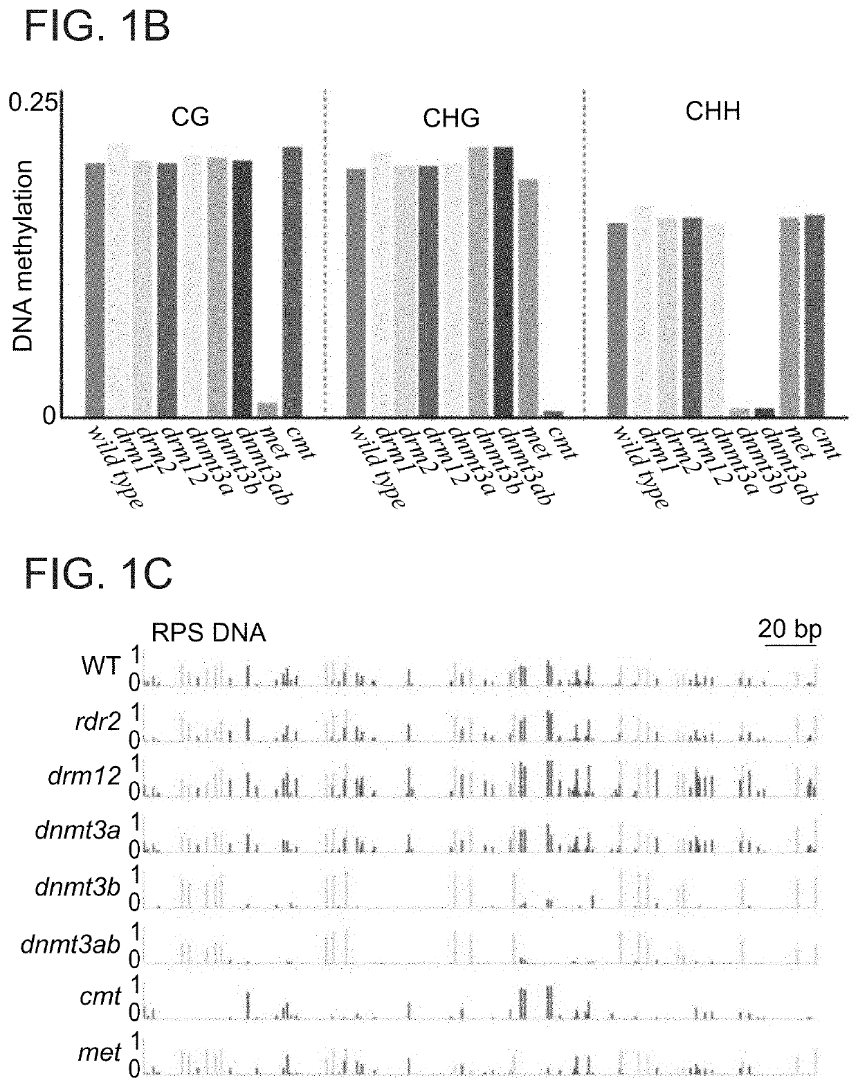 Plant DNA methyltransferases and uses thereof