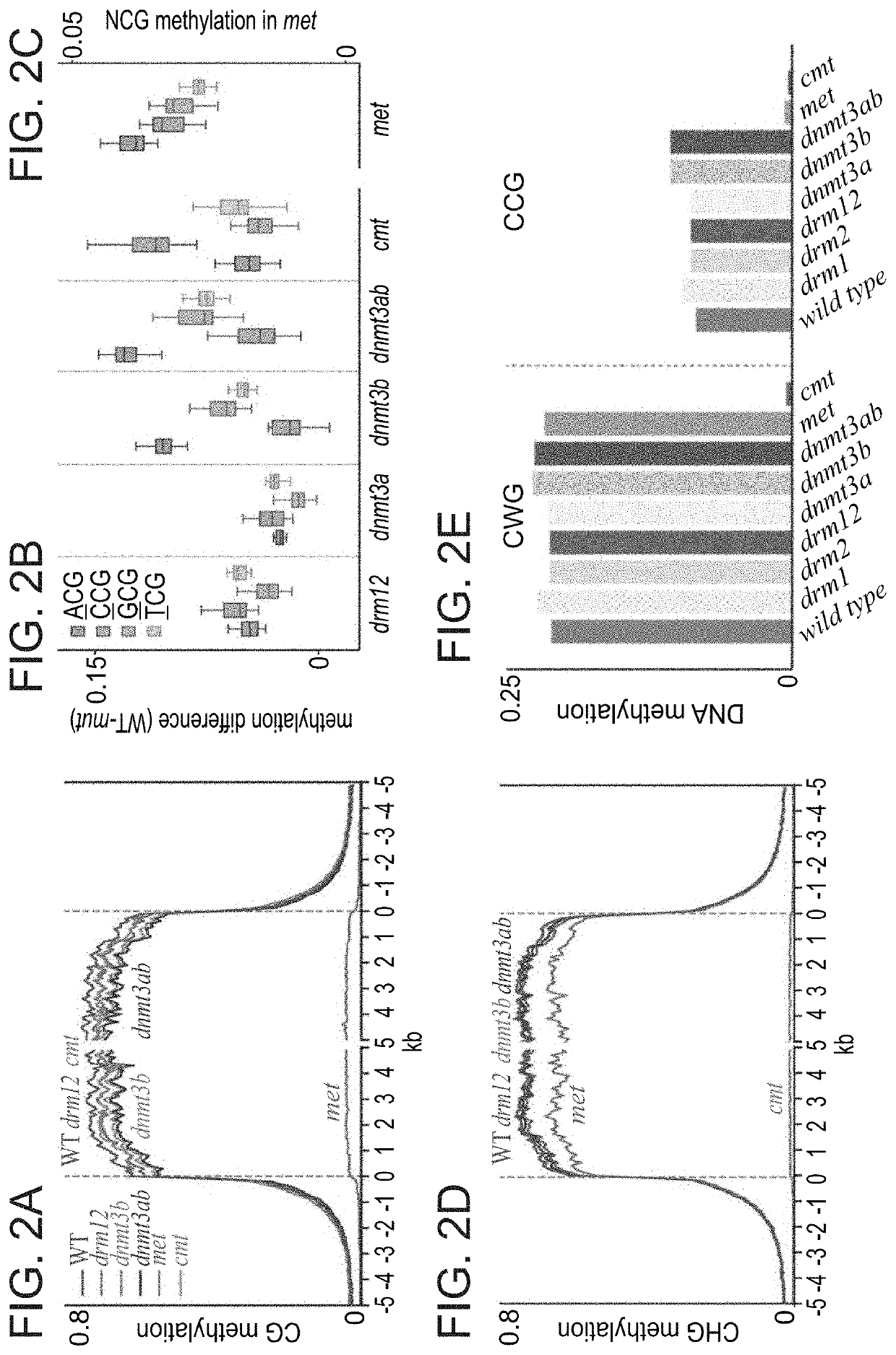 Plant DNA methyltransferases and uses thereof