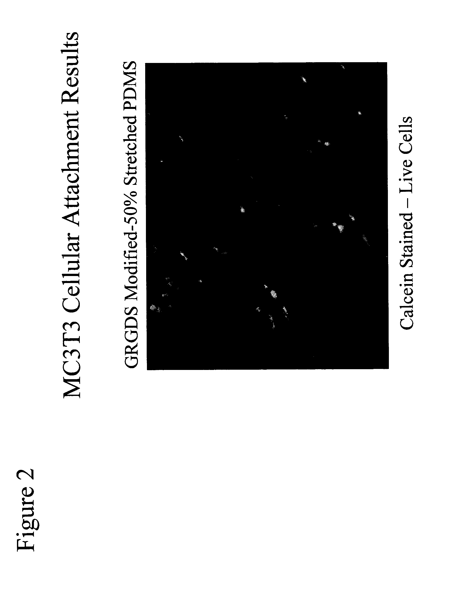 Methods of surface modification of a flexible substrate to enhance cell adhesion