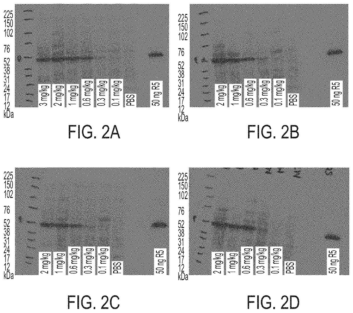 MRNA therapy for argininosuccinate synthetase deficiency