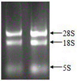 Application of panax japonicus transcription factor gene PjbHLH1