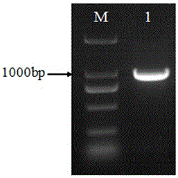 Application of panax japonicus transcription factor gene PjbHLH1