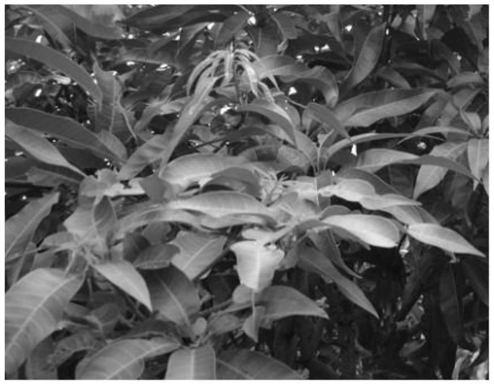 Novel flower formation regulation and control method for mangoes