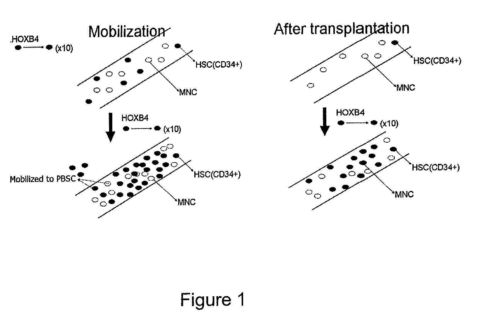 Method of producing TAT-HOXB4H