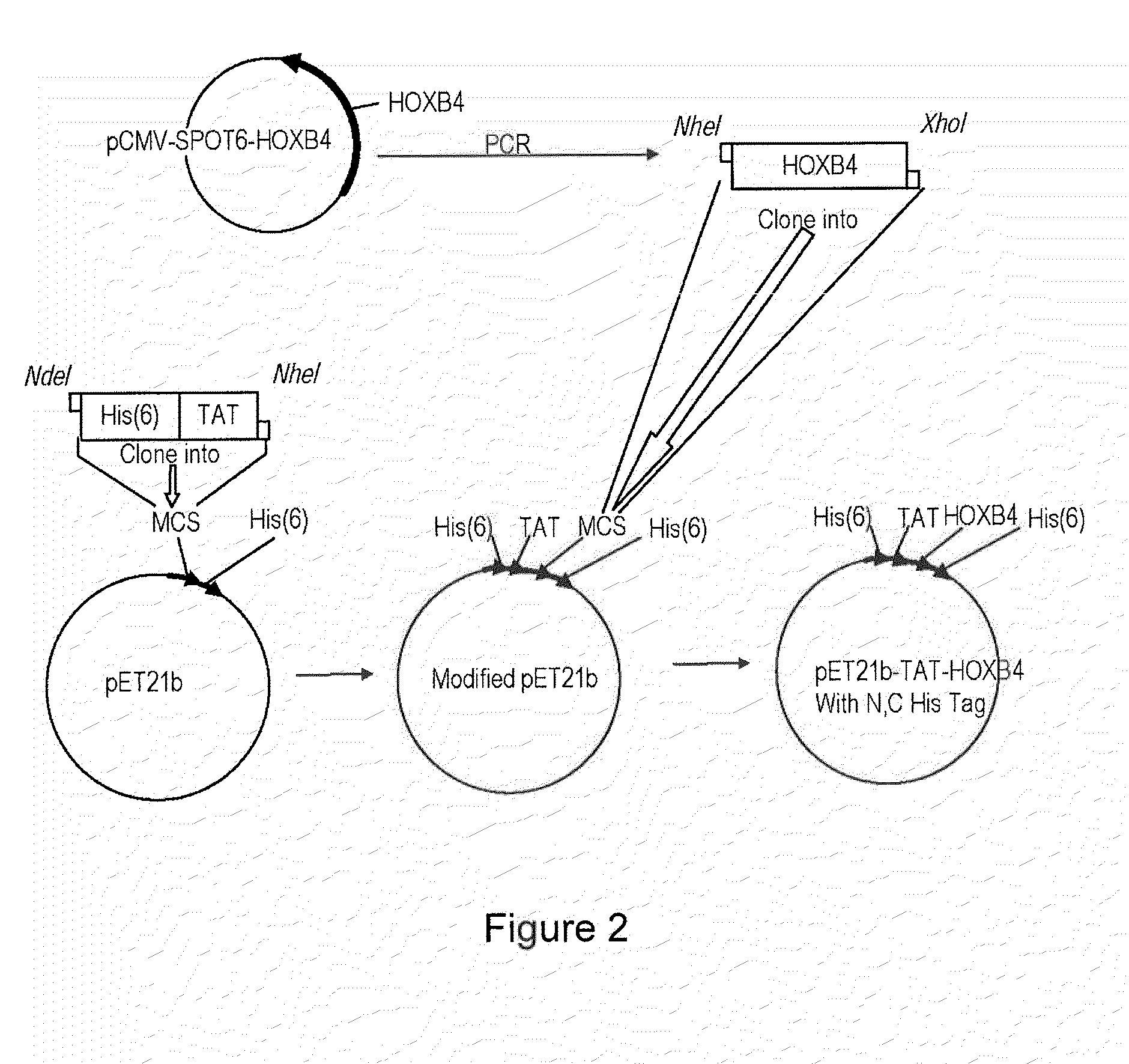 Method of producing TAT-HOXB4H