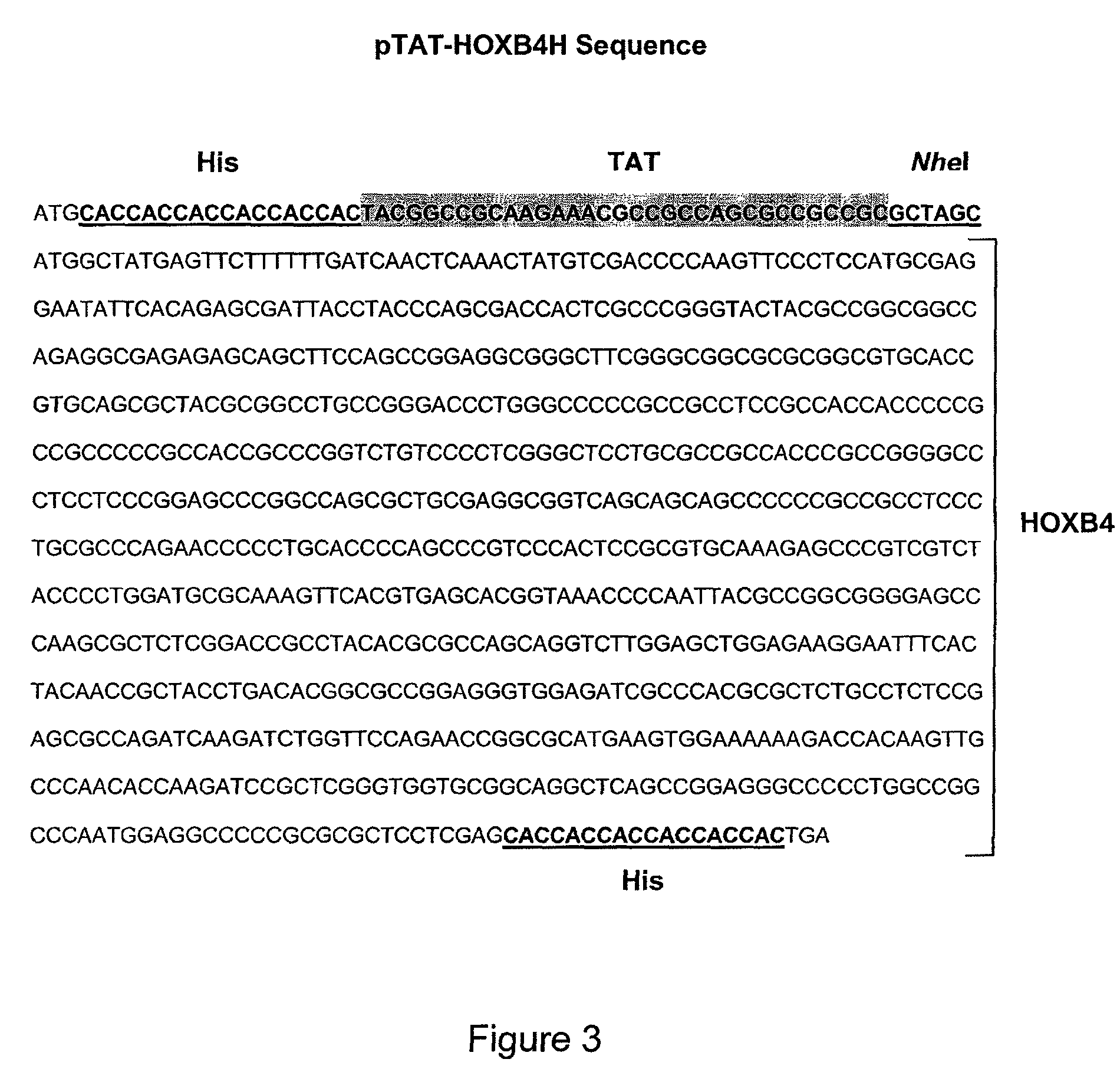 Method of producing TAT-HOXB4H