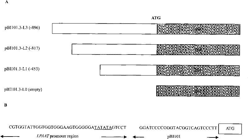Application of gene promoter region sequence of glycerophospholipid peptidy transeferace in crop genetic improvement