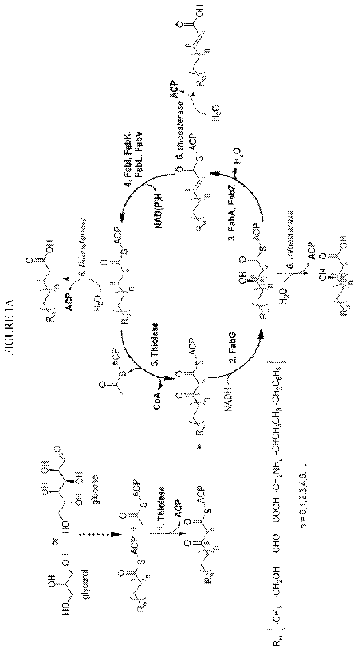 Modified fatty acid biosynthesis with acp-dependent thiolases