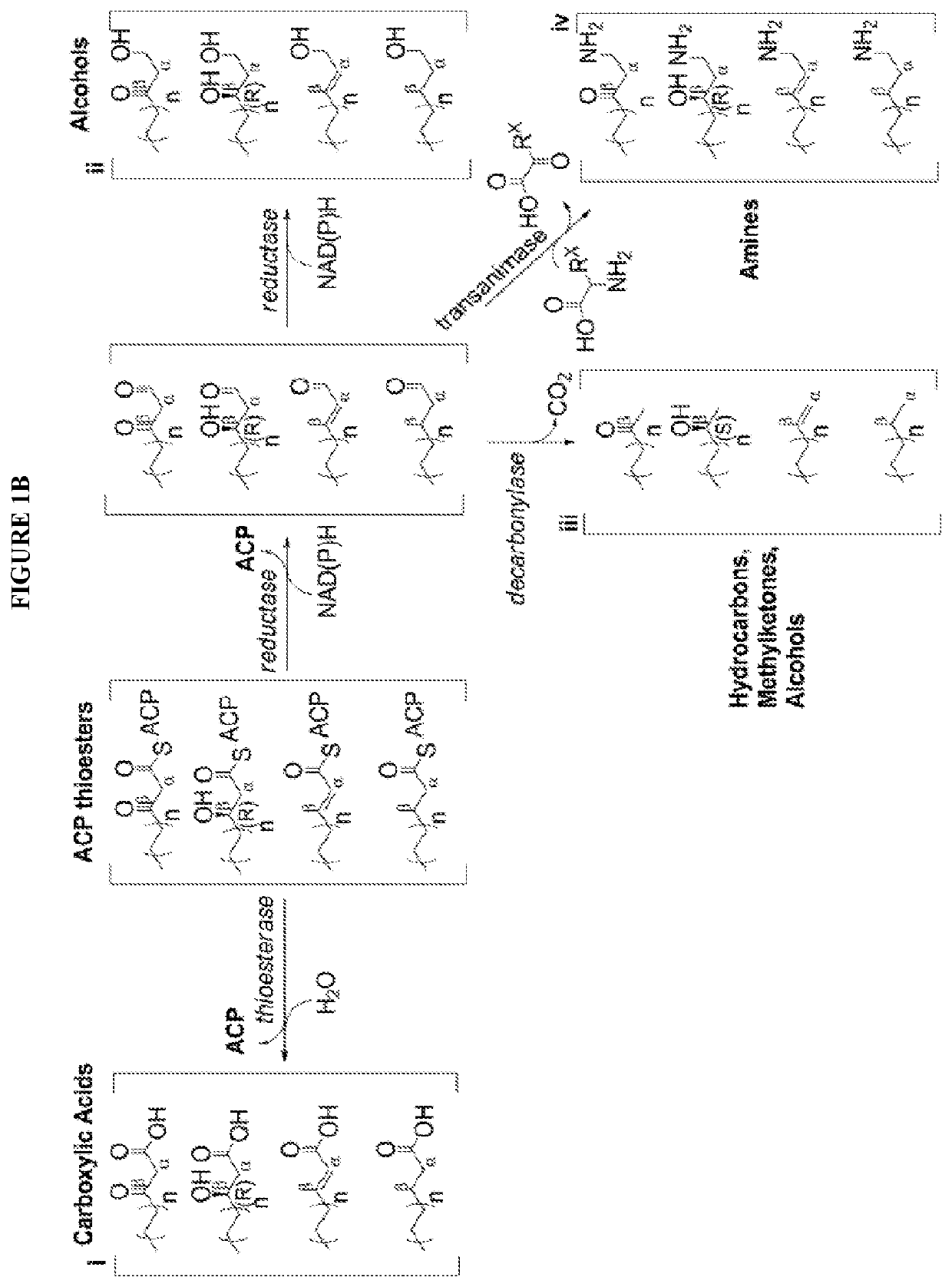 Modified fatty acid biosynthesis with acp-dependent thiolases