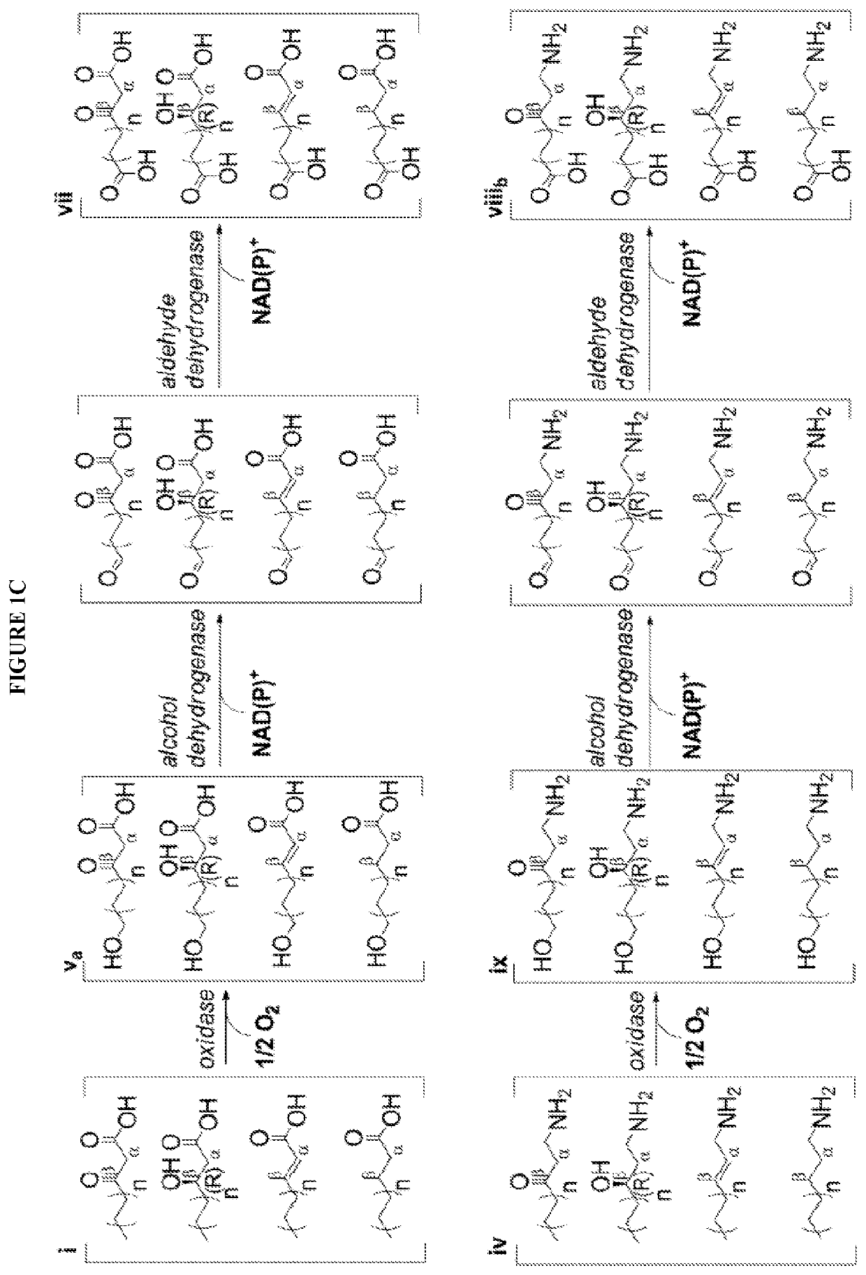 Modified fatty acid biosynthesis with acp-dependent thiolases