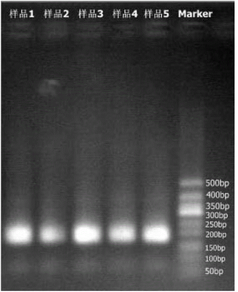 DNA labels, PCR primers and application thereof