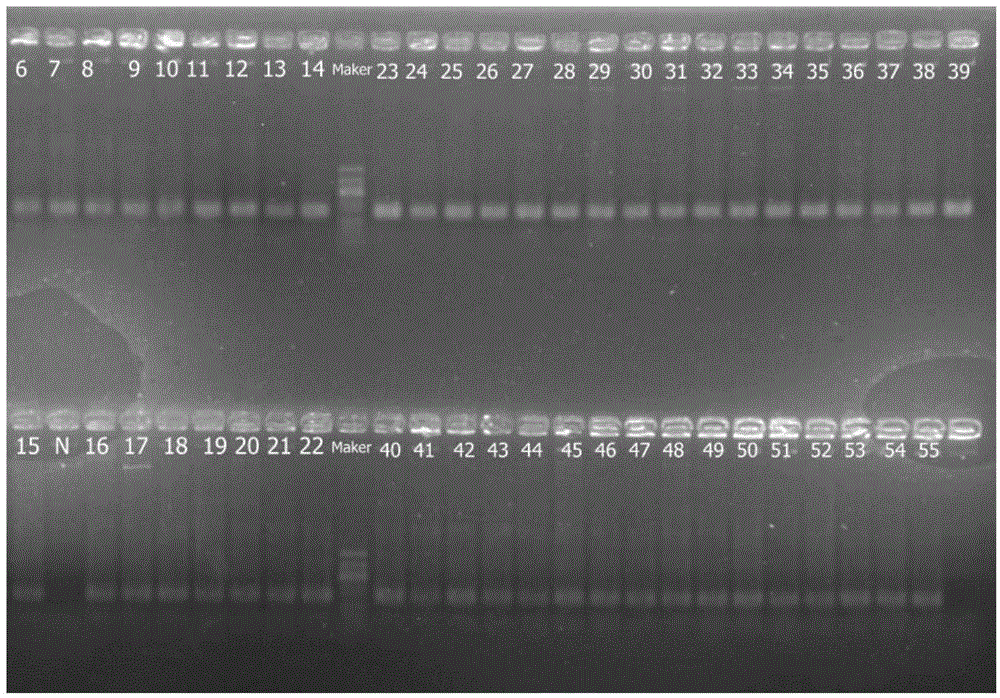 DNA labels, PCR primers and application thereof