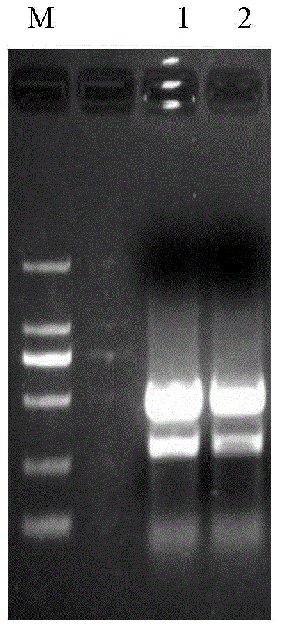 Leymus chinensis triosephosphate isomerase gene as well as encoding protein and application thereof