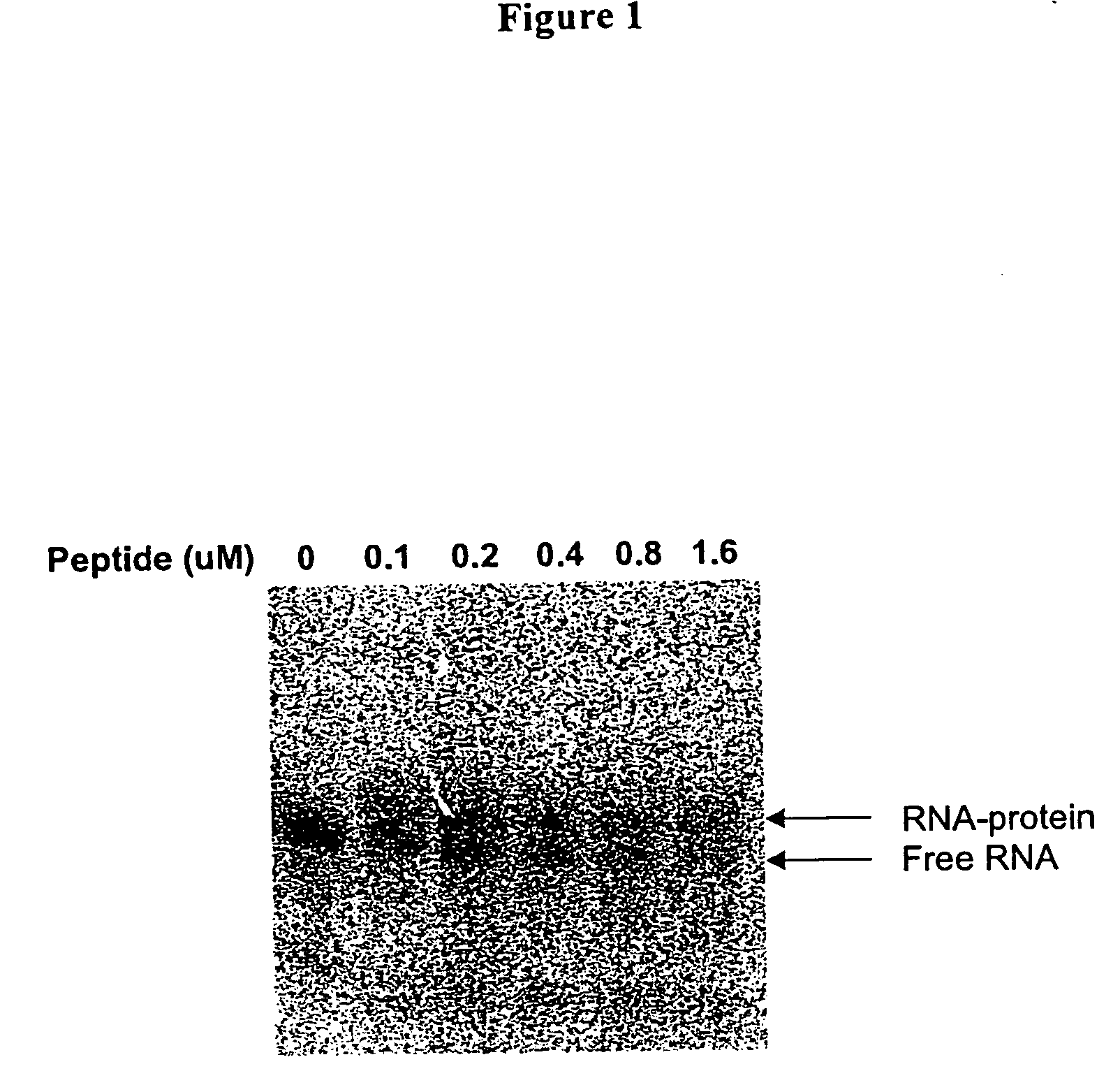 Methods for identifying small molecules that bind specific RNA structural motifs