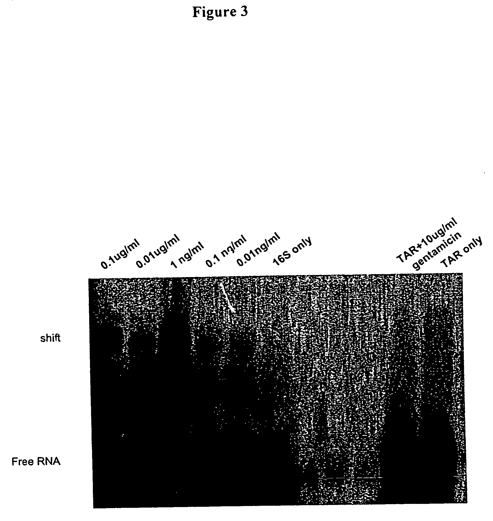 Methods for identifying small molecules that bind specific RNA structural motifs