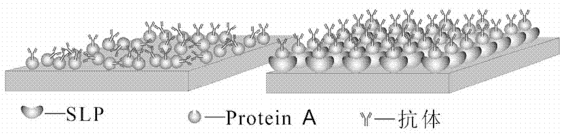 Functional protein directional fixing method employing SLP