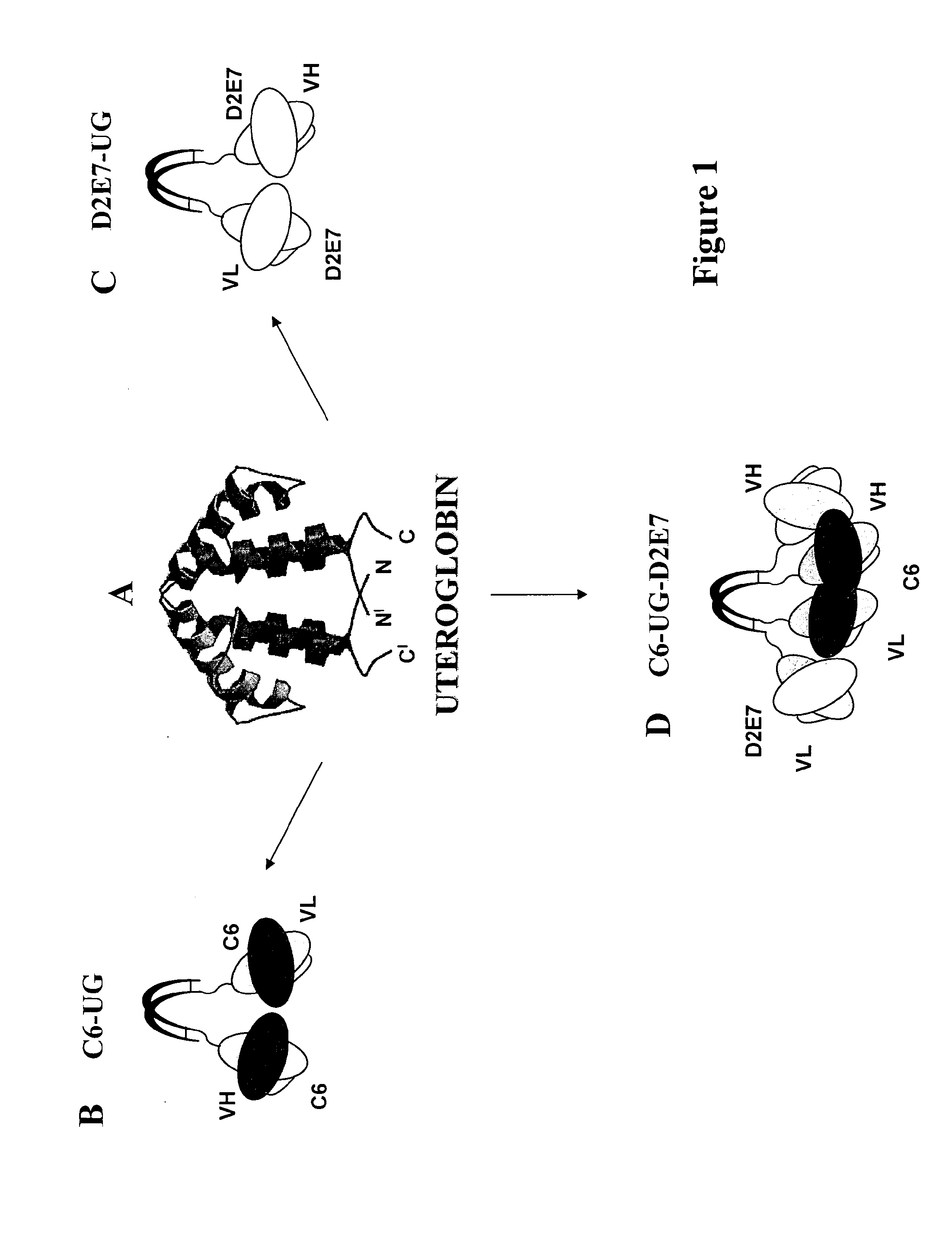 Process for engineering polyvalent, polyspecific fusion proteins using uteroglobin as skeleton and so obtained products.