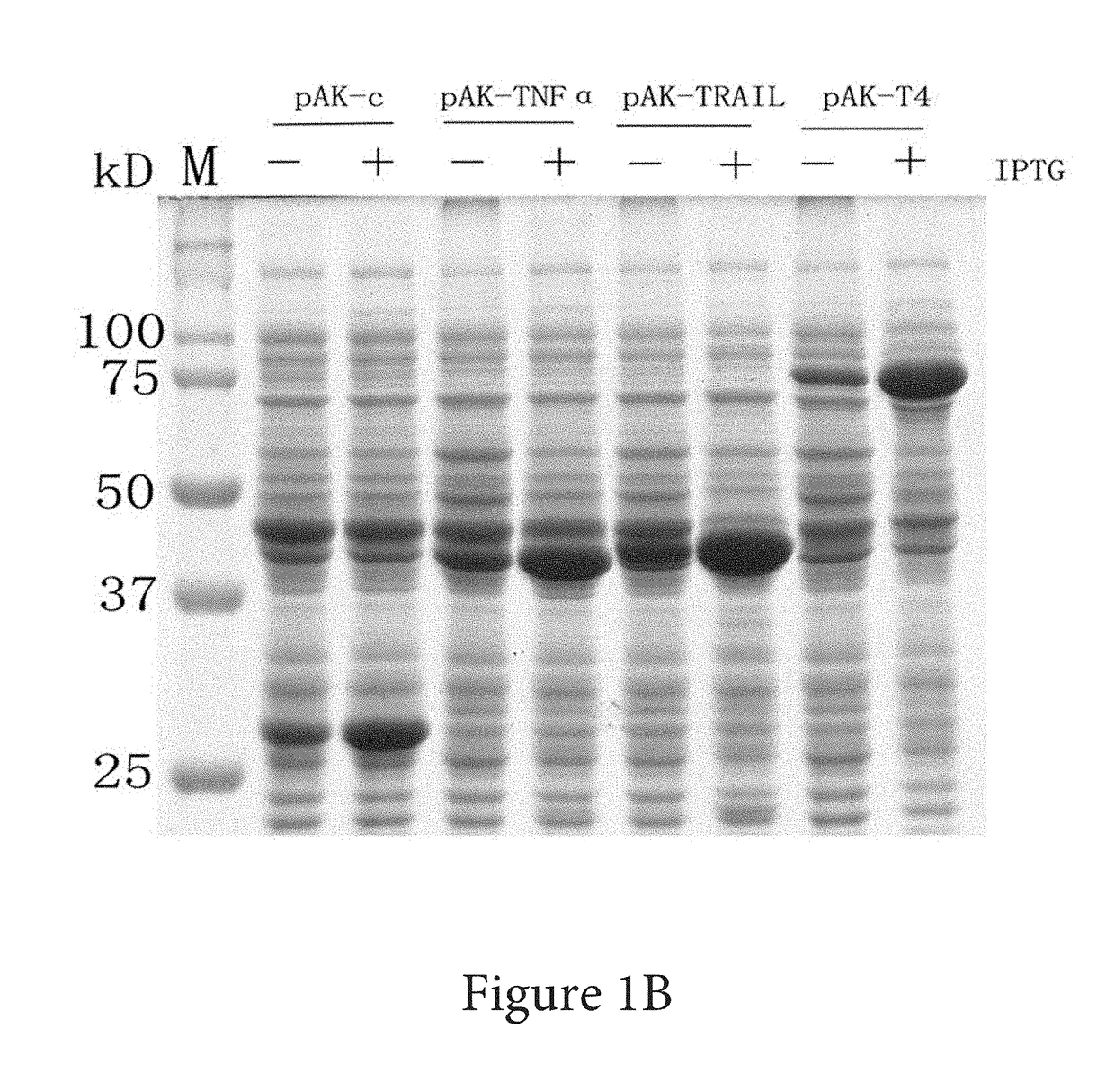 Solubility and Affinity Tag for Recombinant Protein Expression and Purification