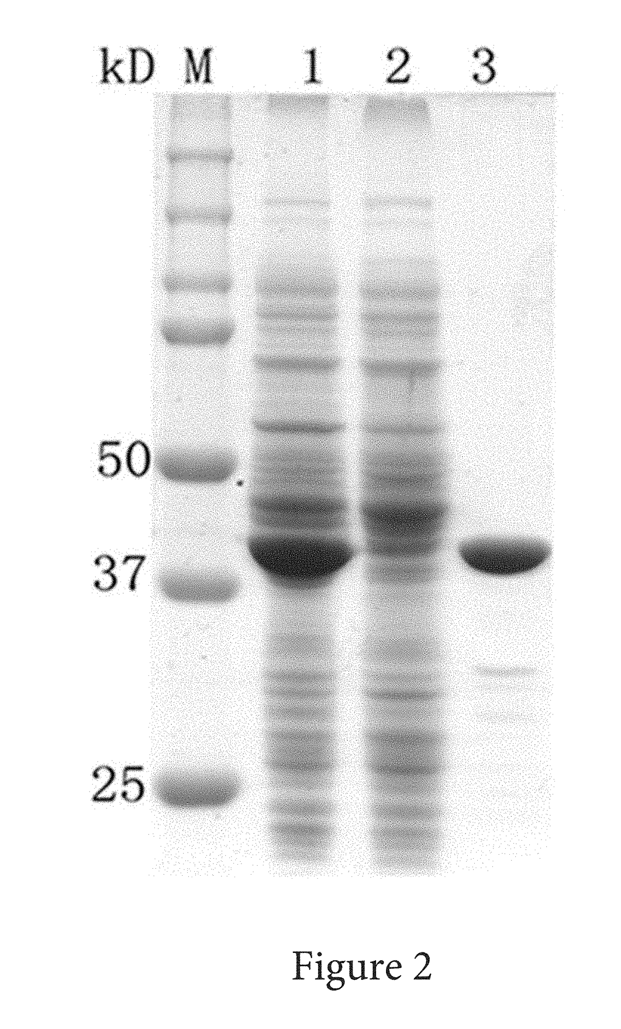 Solubility and Affinity Tag for Recombinant Protein Expression and Purification