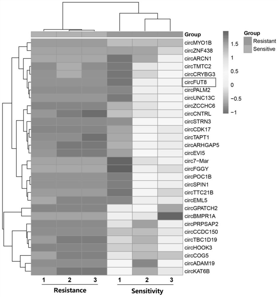 Pig circRNA sequence, application thereof and cyclization identification method