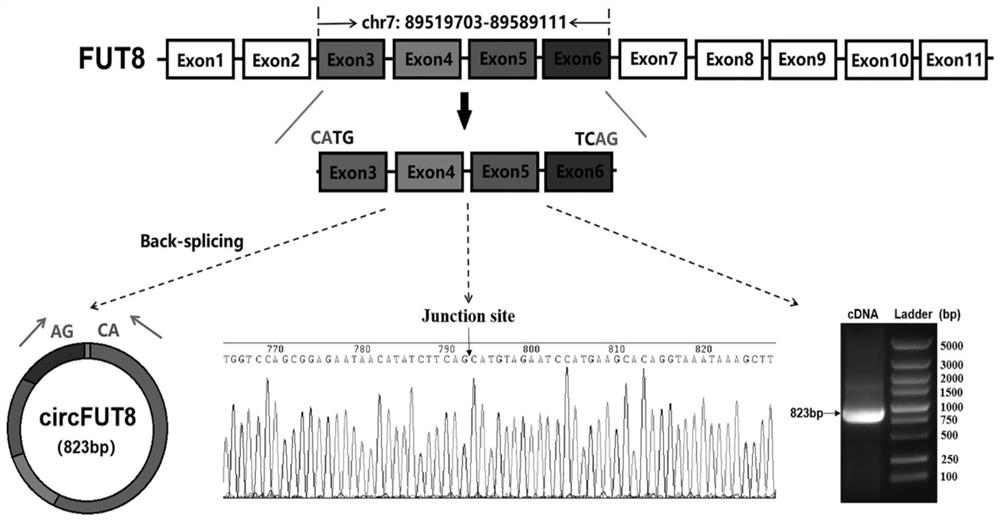 Pig circRNA sequence, application thereof and cyclization identification method