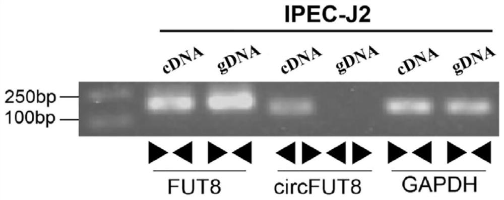 Pig circRNA sequence, application thereof and cyclization identification method