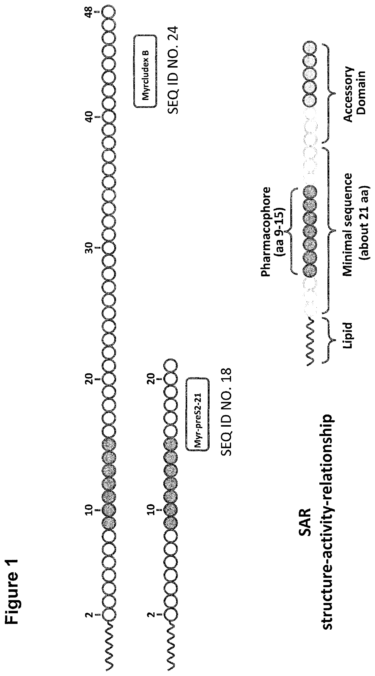 Cyclic NTCP-targeting peptides and their uses as entry inhibitors