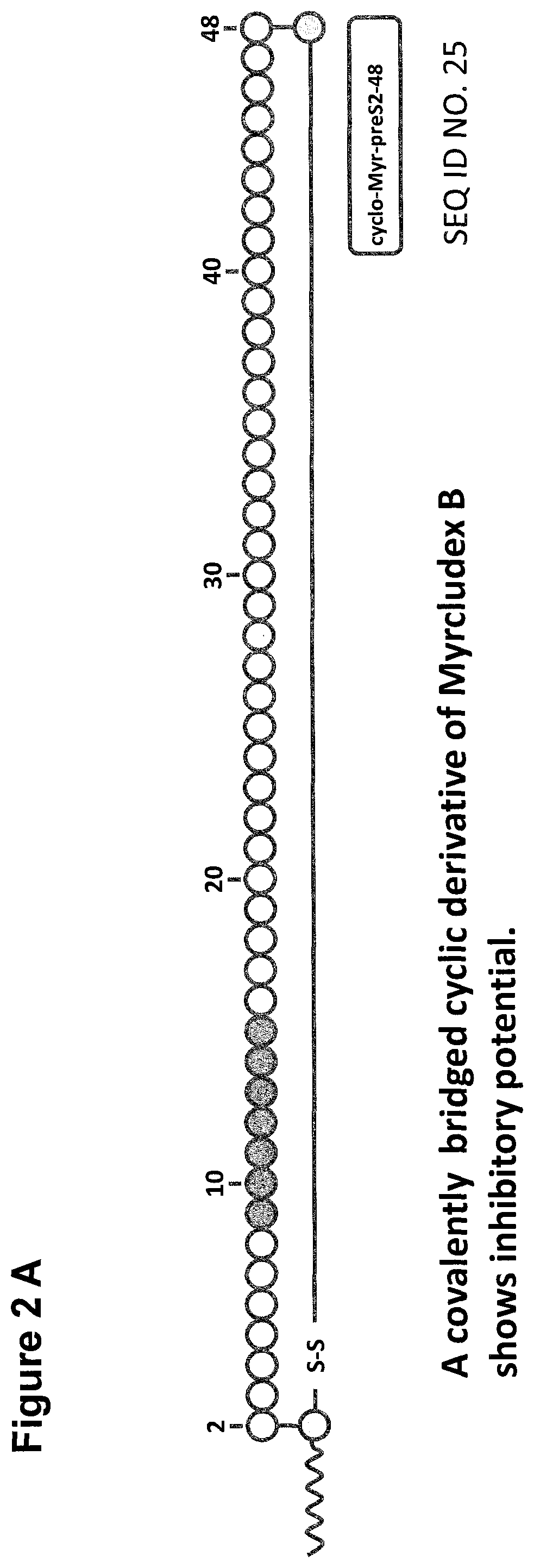 Cyclic NTCP-targeting peptides and their uses as entry inhibitors