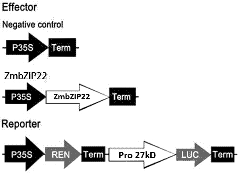Zea mays transcription factor ZmbZIP22 and application thereof