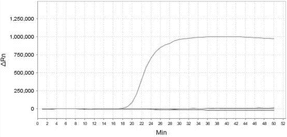 LAMP primer combination for detecting 6 infectious pathogens of dairy cow mastitis and application thereof