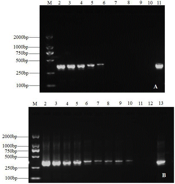 Molecular detection primer for banana cladosporium cucumerinum and detection method