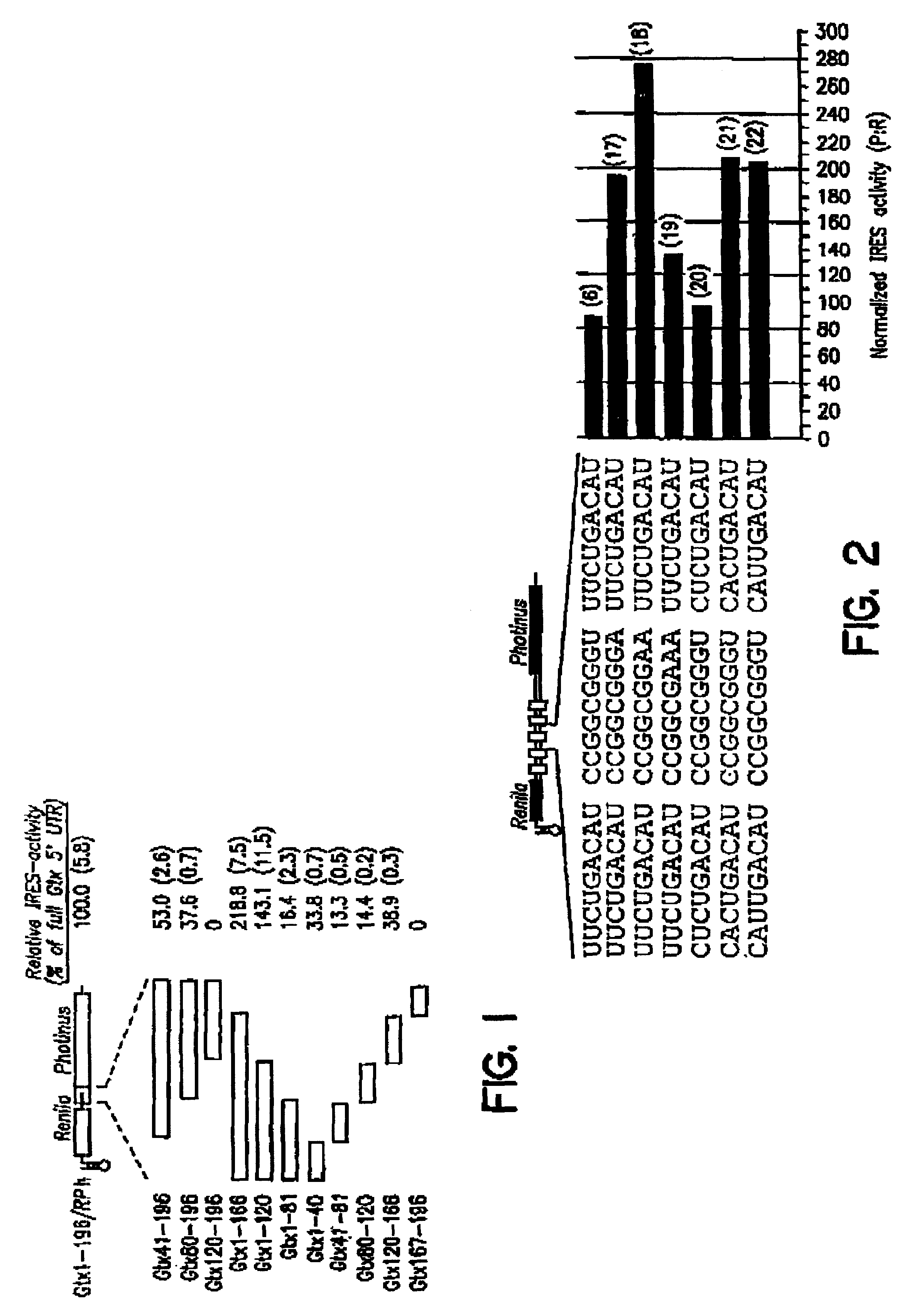 Synthetic internal ribosome entry sites and methods of identifying same