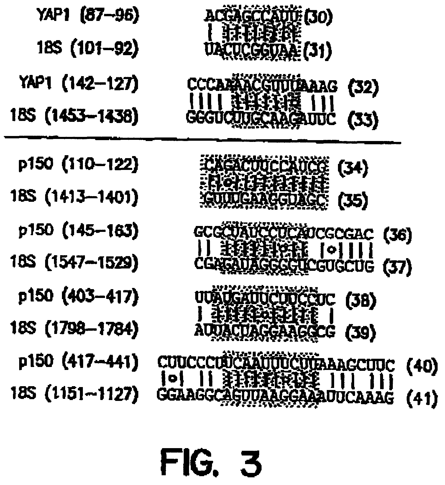 Synthetic internal ribosome entry sites and methods of identifying same