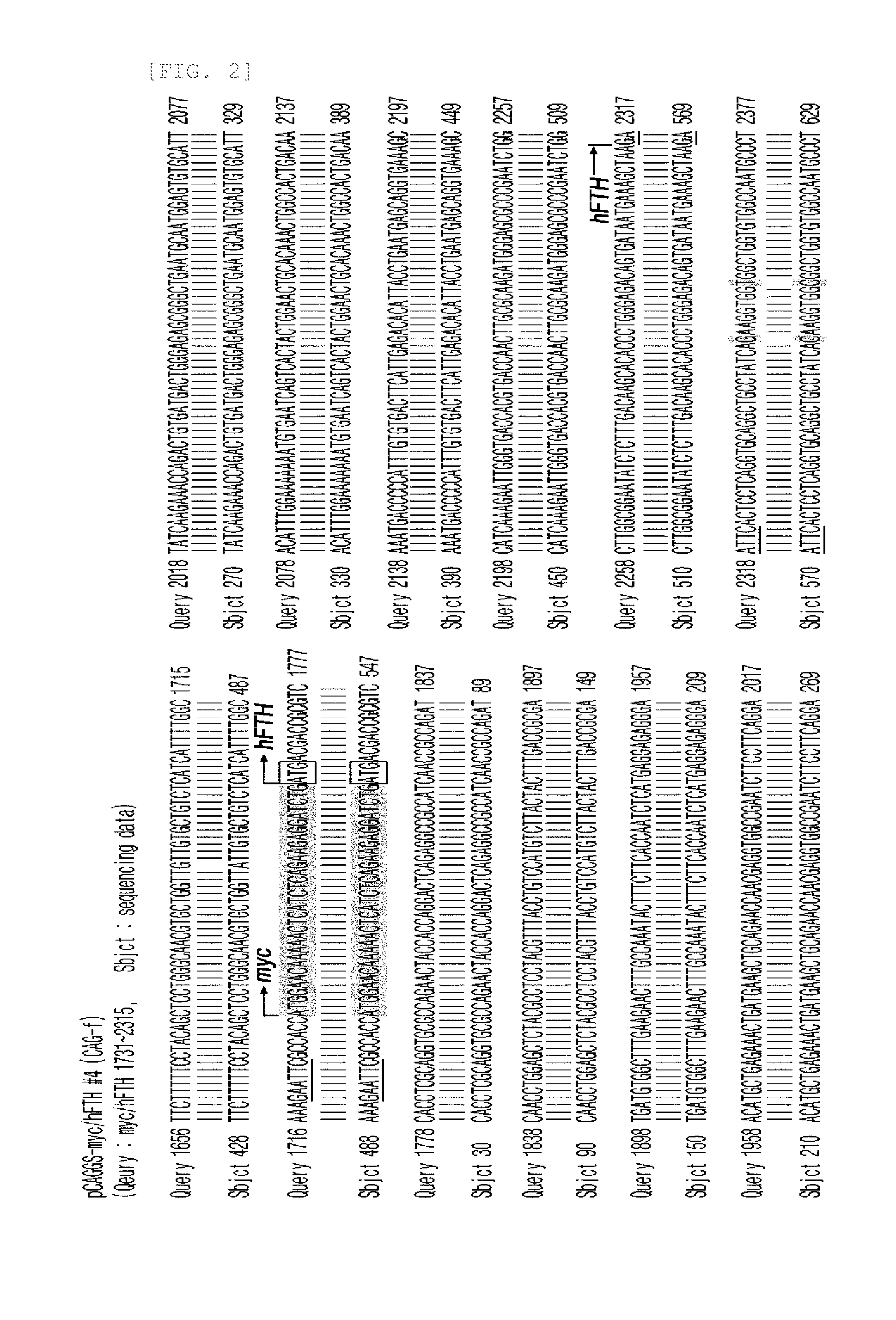 Transgenic mouse for expressing human ferritin in tissue non-specific manner and use thereof