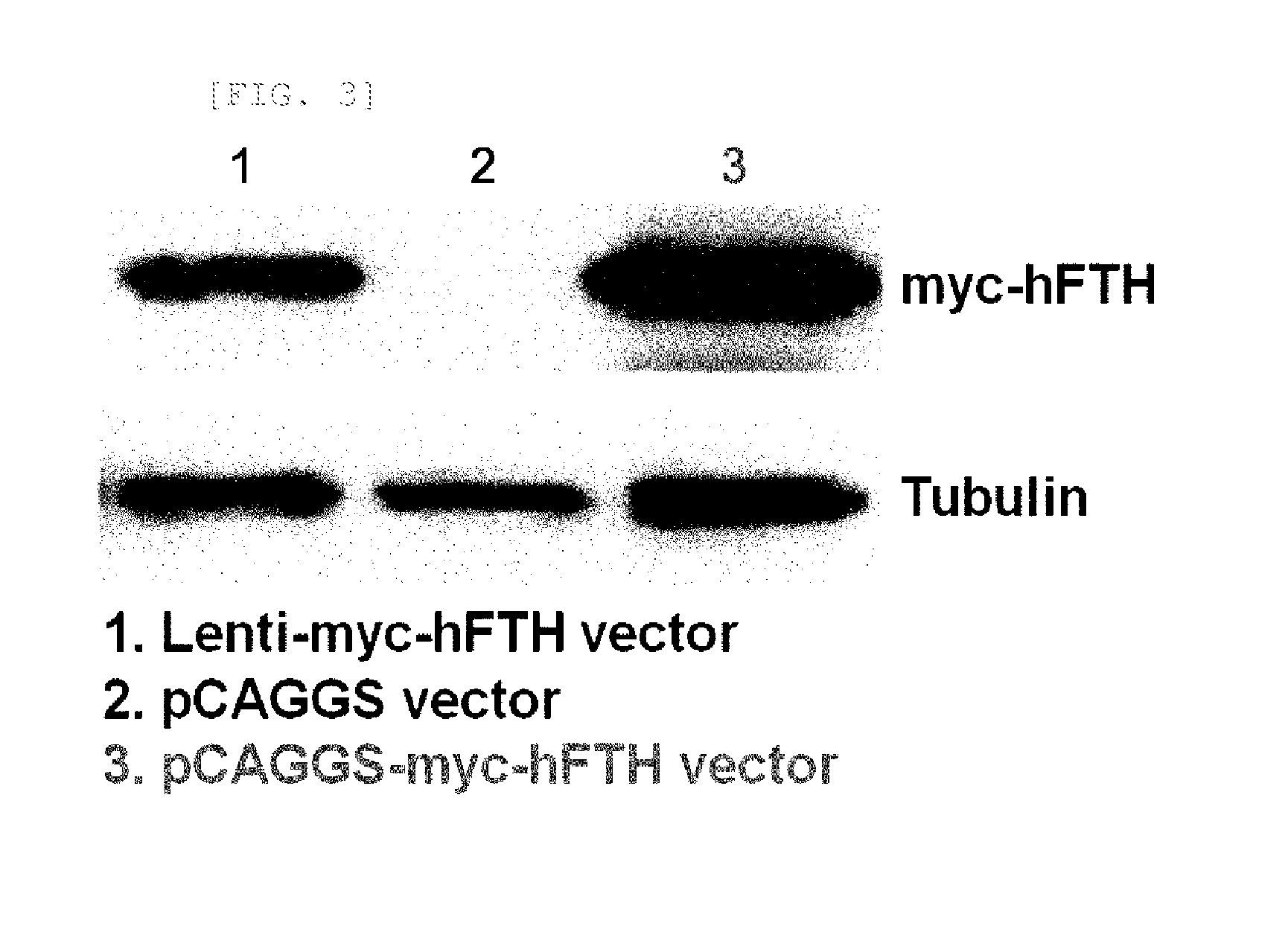 Transgenic mouse for expressing human ferritin in tissue non-specific manner and use thereof
