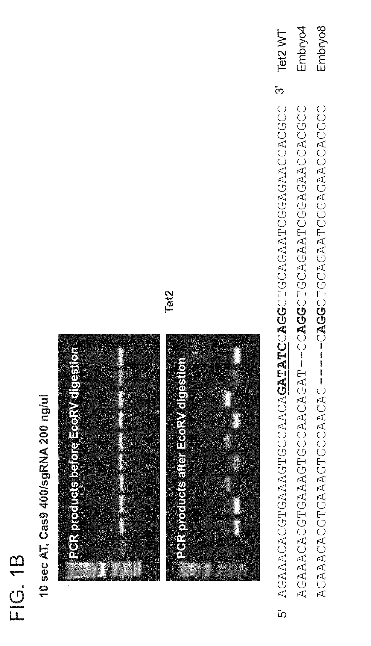 High efficiency, high throughput generation of genetically modified non-human mammals by multi-cycle electroporation of cas9 protein