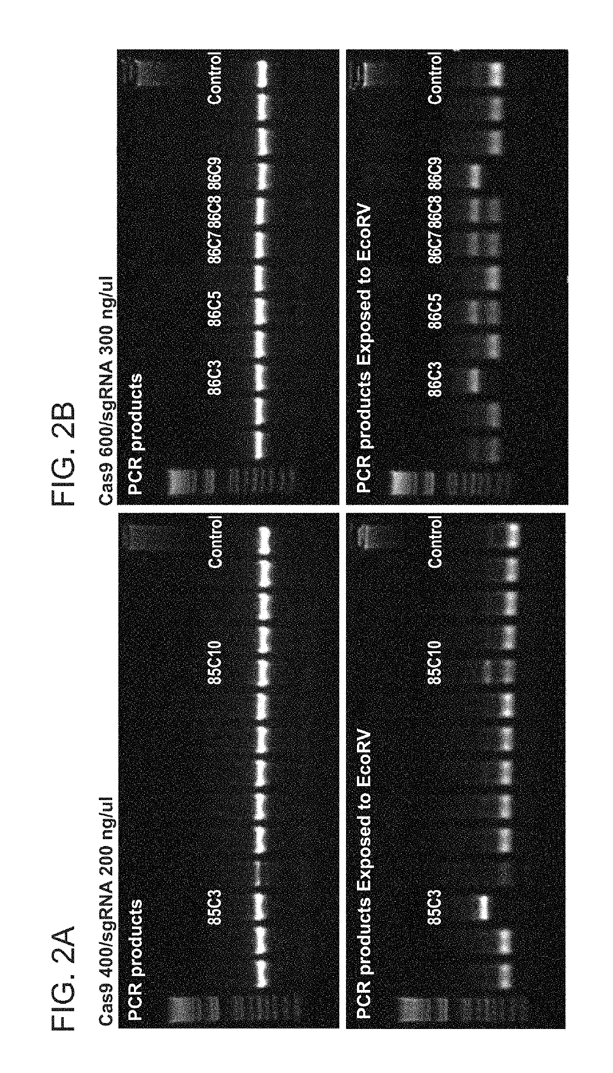 High efficiency, high throughput generation of genetically modified non-human mammals by multi-cycle electroporation of cas9 protein