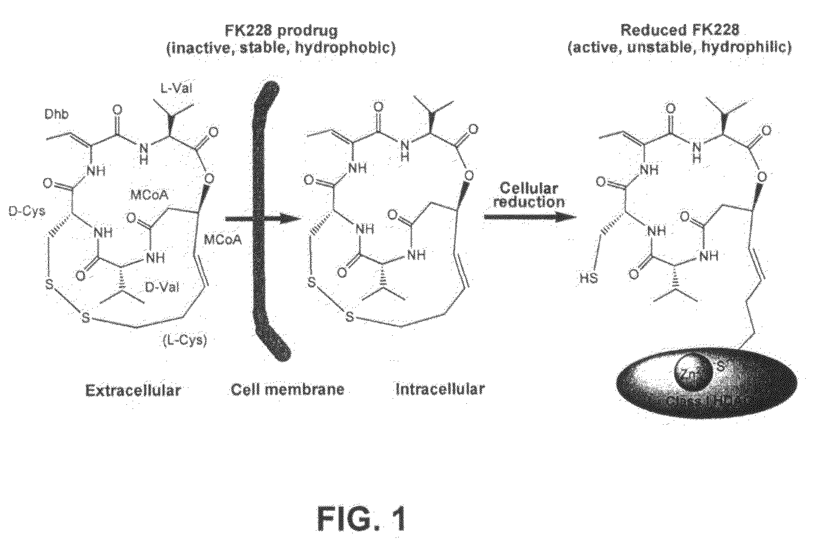 Sequences for fk228 biosynthesis and methods of synthesizing fk228 and fk228 analogs