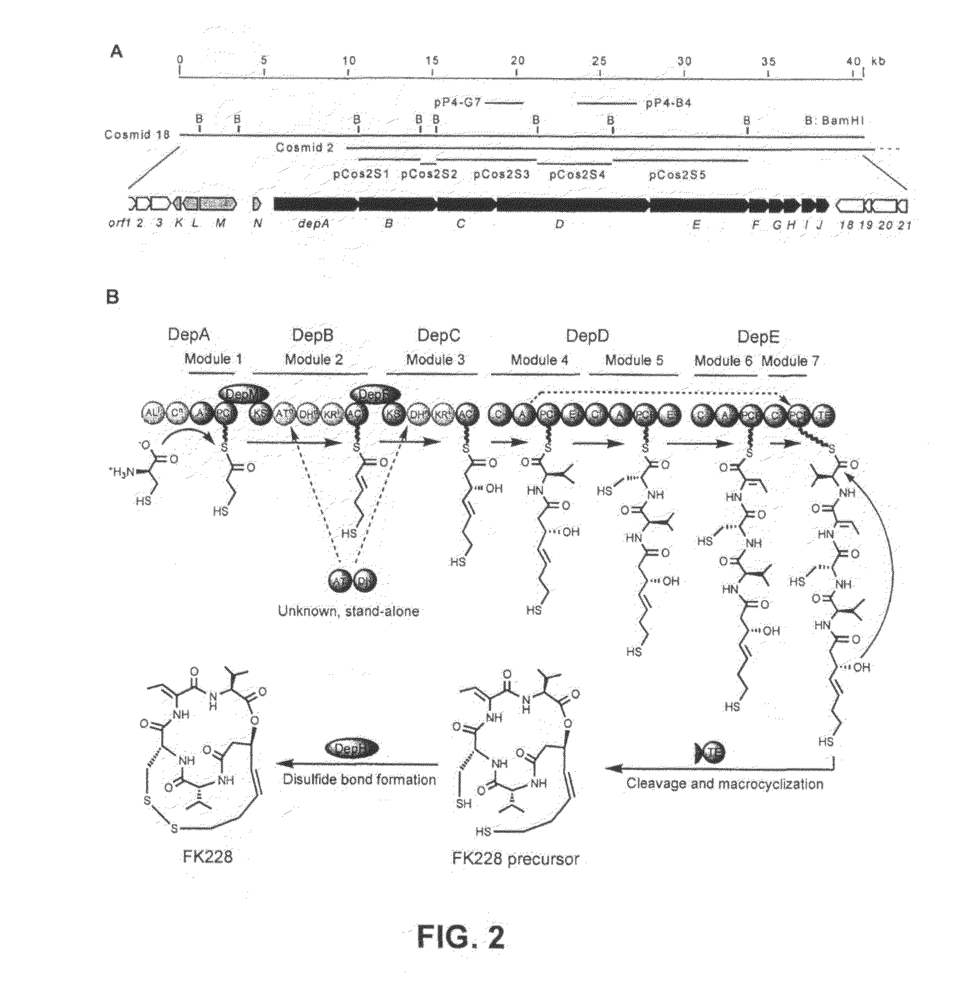 Sequences for fk228 biosynthesis and methods of synthesizing fk228 and fk228 analogs