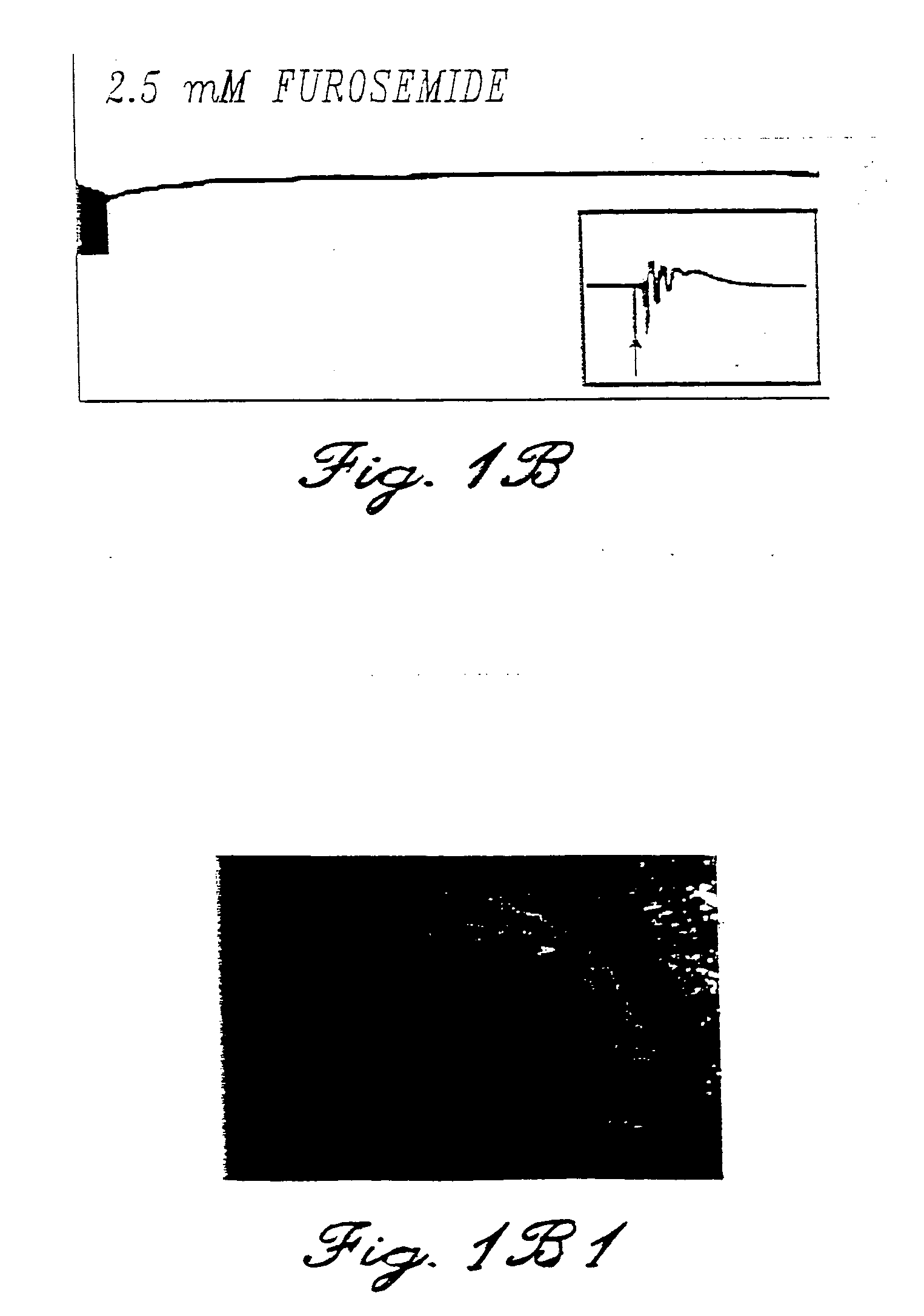Compositions and methods for the treatment of disorders of the central and peripheral nervous systems