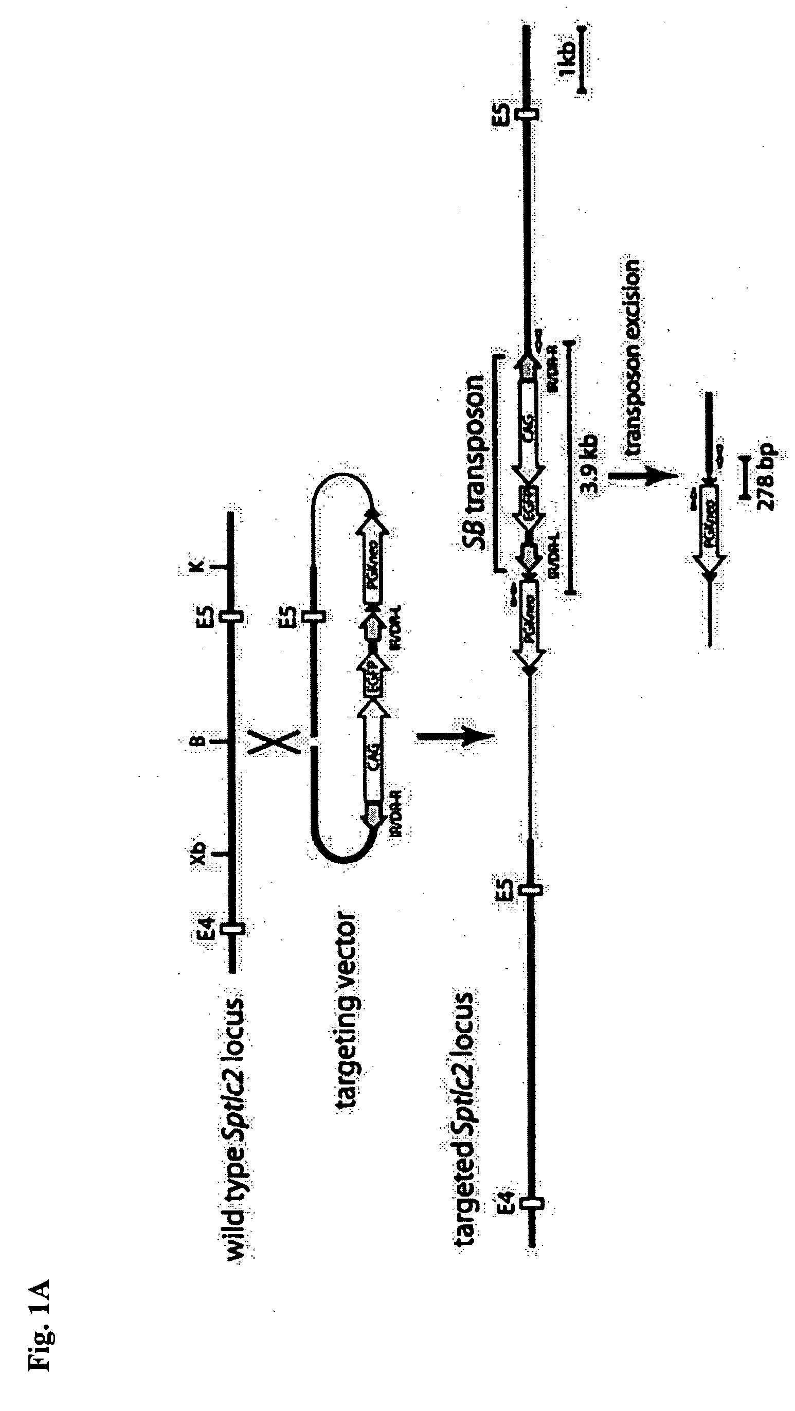 Method of preparing transgenic organism with use of methylation and system therefor