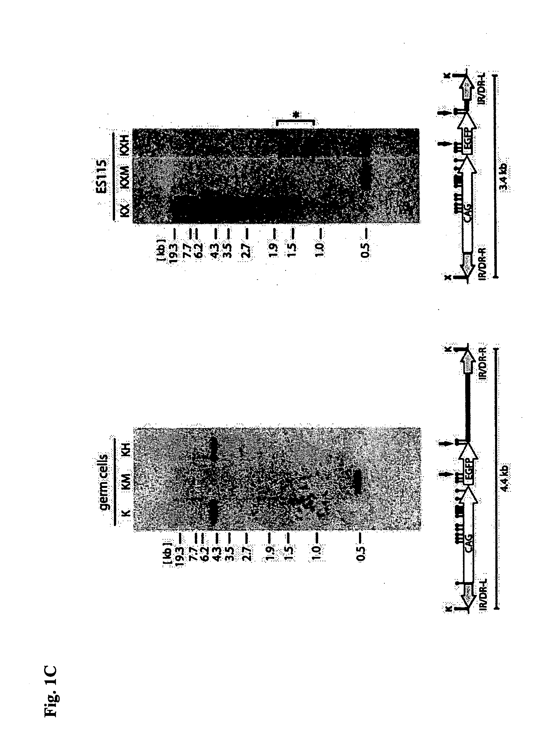 Method of preparing transgenic organism with use of methylation and system therefor